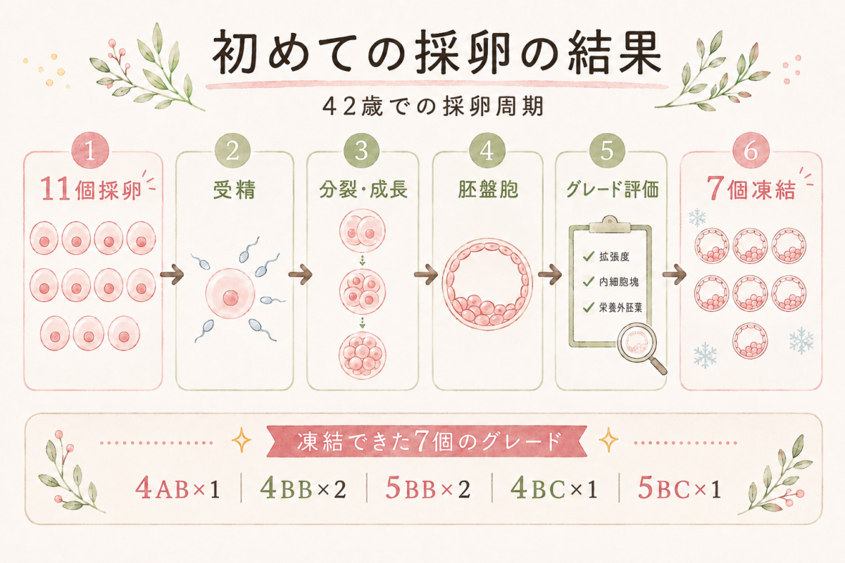 11個採卵して7個の胚盤胞を凍結した結果のイメージ